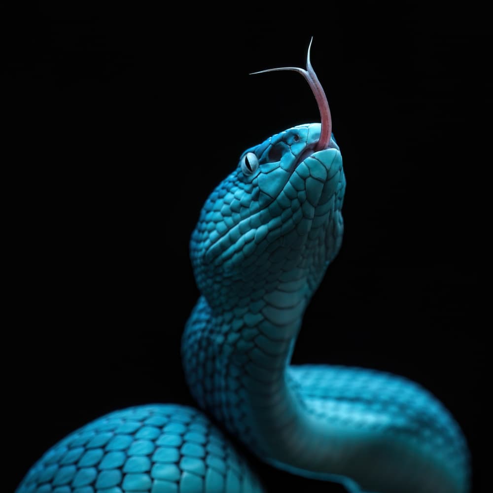 Blue Viper Gaze by Phat Dao Tan — canvas wall art