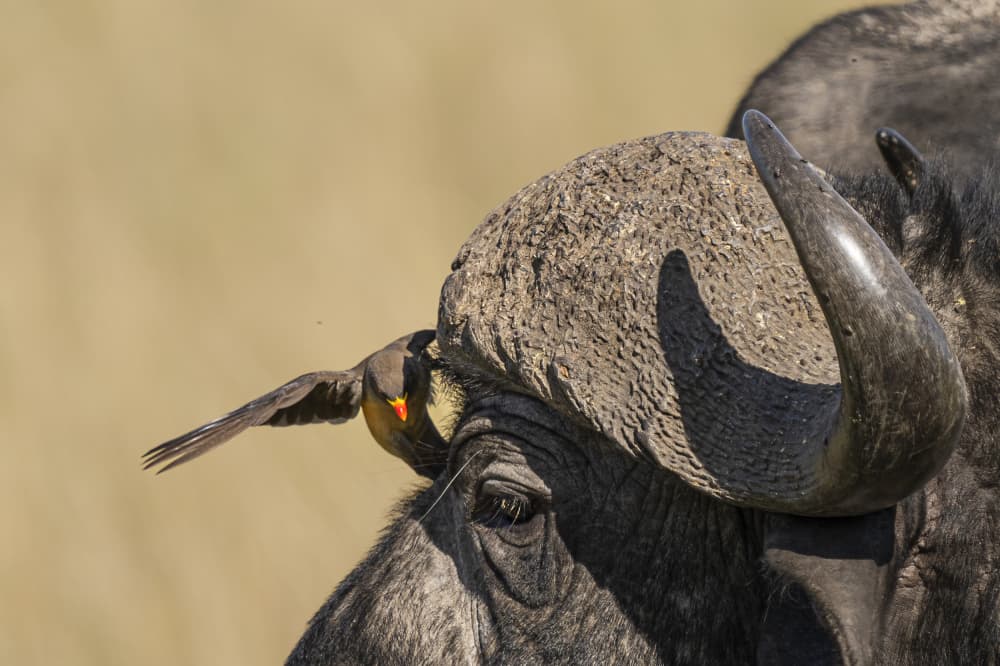 African Buffalo And Bird by Saurabh Dhanorkar — canvas wall art