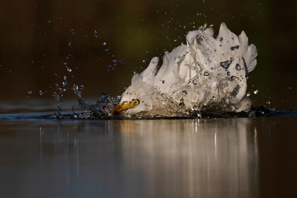 White Egret Splash by Marco Pozzi — canvas wall art