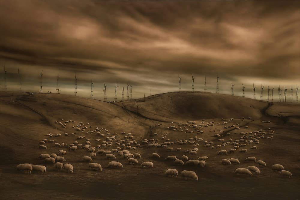 Sheep Under Wind Turbines by Yvette Depaepe — canvas wall art