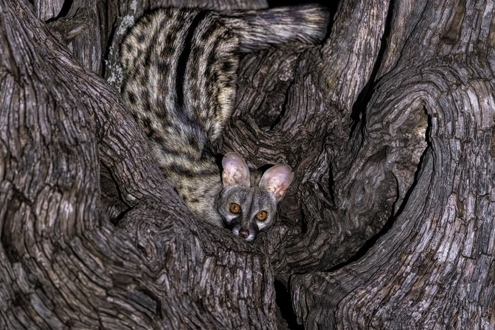 Watchful Genet In Tree by Jun Zuo — canvas wall art
