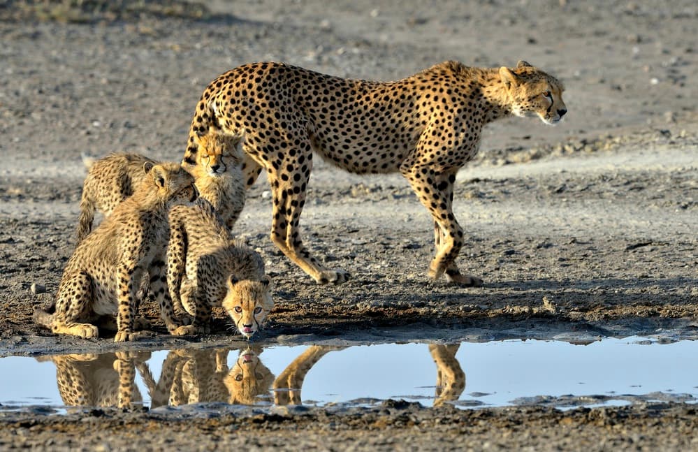 Cheetah Family At Waterhole by Giuseppe DAmico — canvas wall art