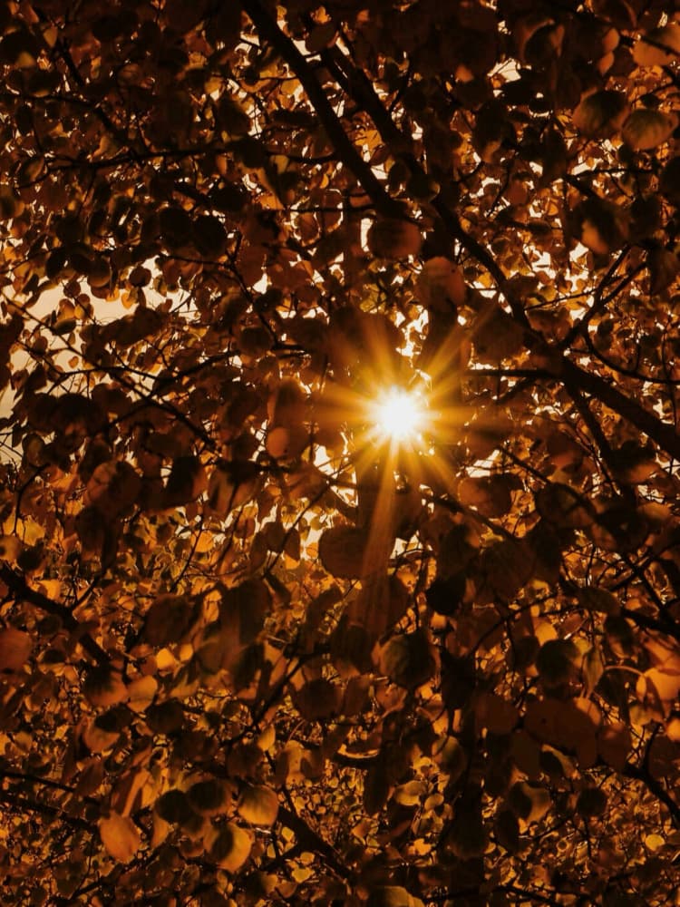 Golden Autumn Sun by Del Mundo Imagery — canvas wall art