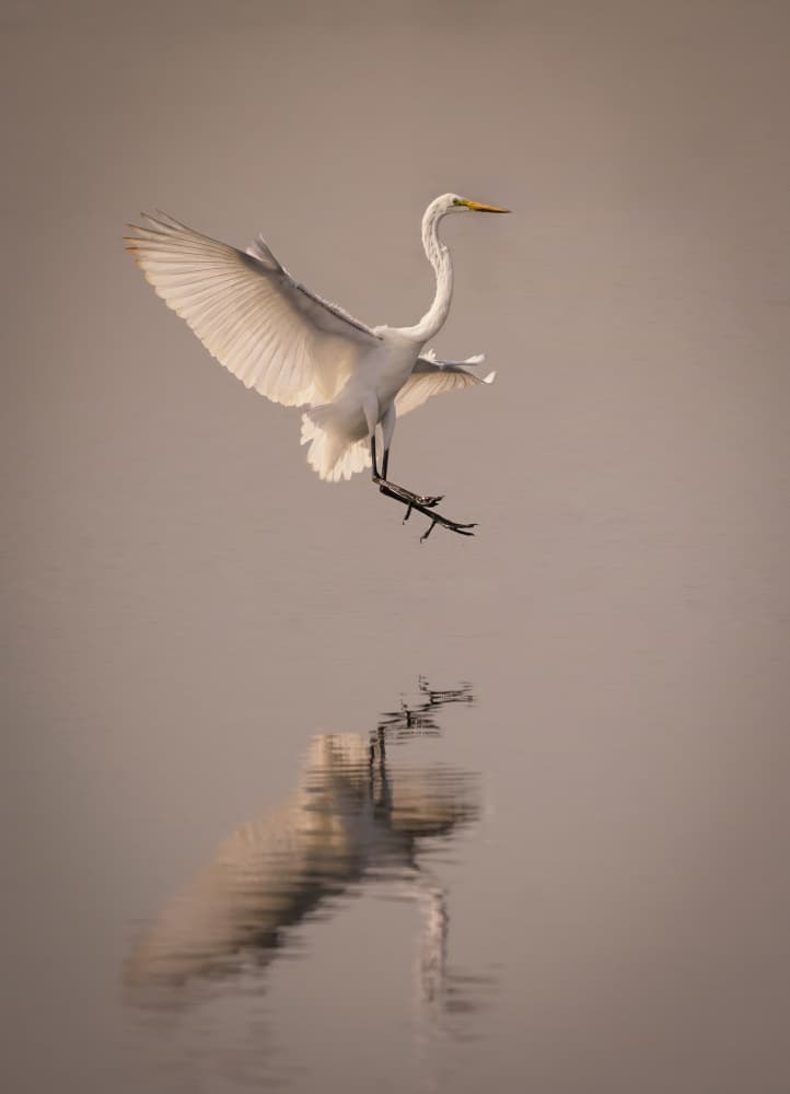 Egret Landing Reflection by Vicki Lai — canvas wall art