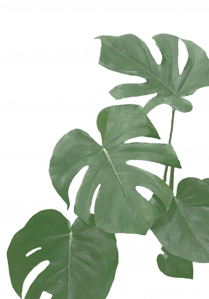 Tropical Monstera Leaves by Pictufy Studio II — canvas wall art