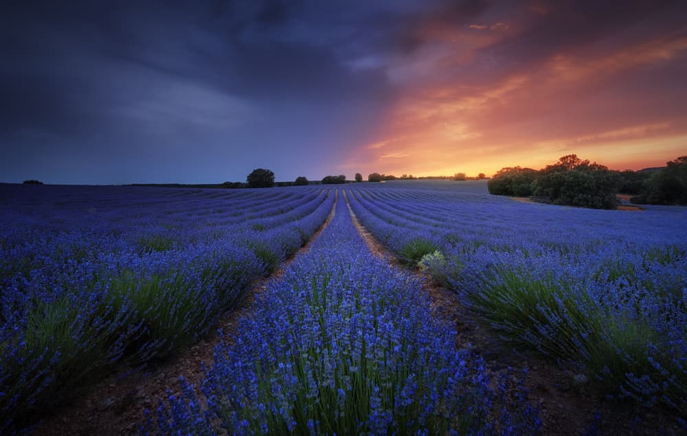 Twilight Lavender Fields by Juan Pablo de Miguel — canvas wall art