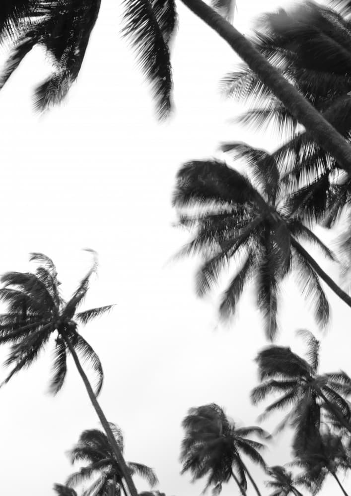 Swaying Palms by Shot by Clint — canvas wall art