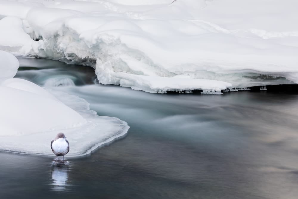 Winter River Bird by Hsiao-Yang Fei — canvas wall art