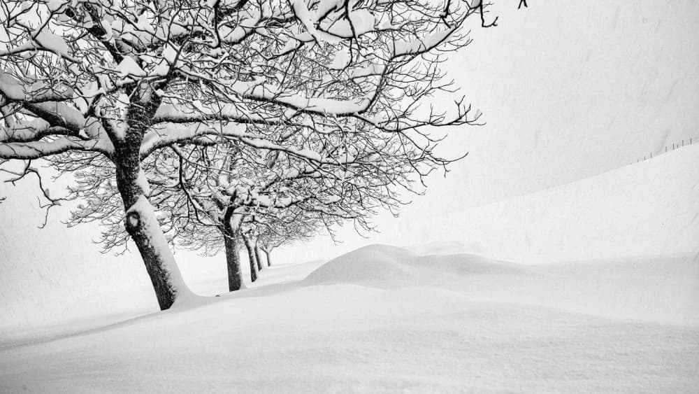 Snow Covered Trees by Arne Jansen — canvas wall art
