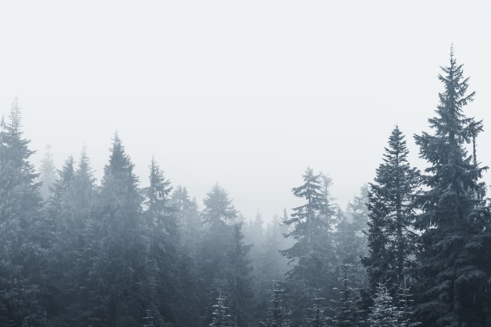Foggy Winter Forest by Lynann Colligan — canvas wall art