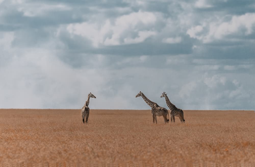 Giraffes on the Savanna by Yuzheng Ren — canvas wall art