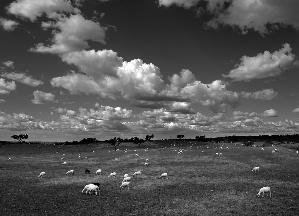 Grazing Sheep Under Clouds by Nana Sousa Dias — canvas wall art