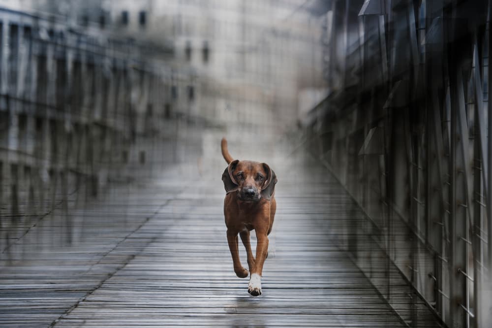 Running Dog On Bridge by Heike Willers — canvas wall art