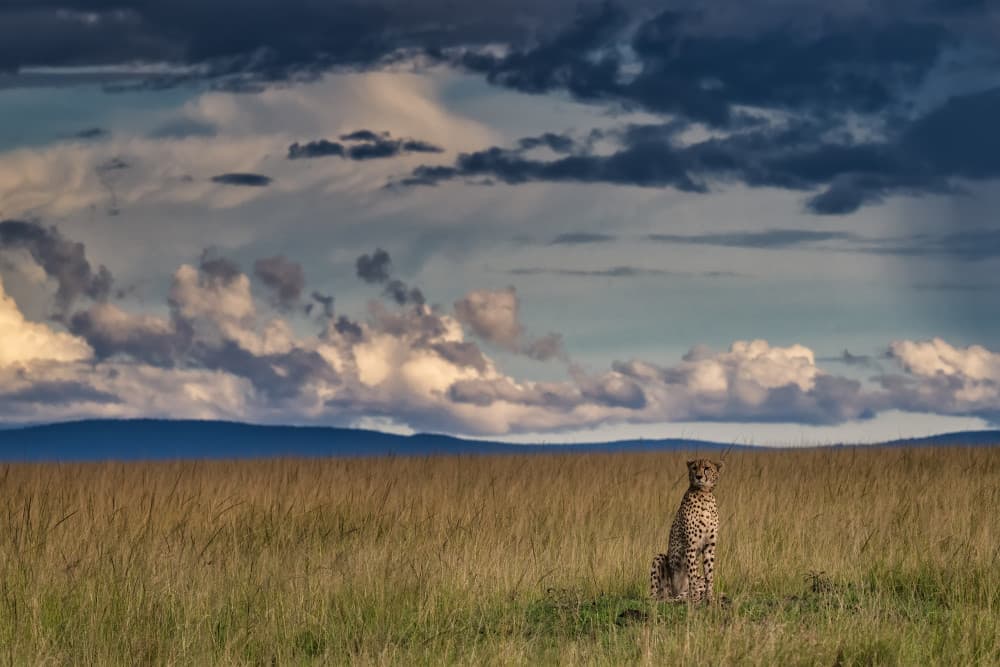 Savanna Cheetah Wild Skies by Luigi Ruoppolo — canvas wall art