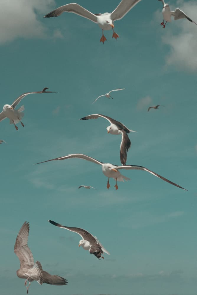 Seagulls Soaring Sky by Aimee Giles — canvas wall art