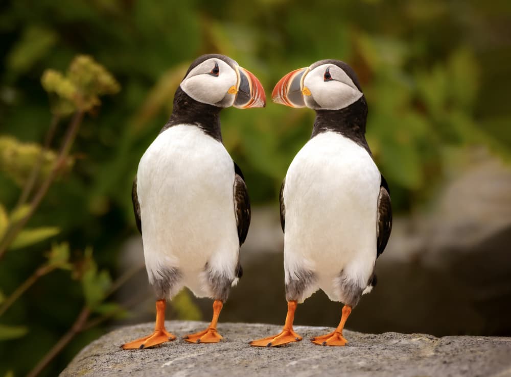 Engaged Puffin Pair by Kai Dan — canvas wall art