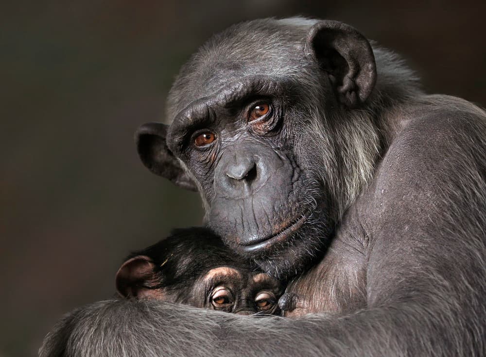 Tender Chimpanzee Bond by Carles Just — canvas wall art