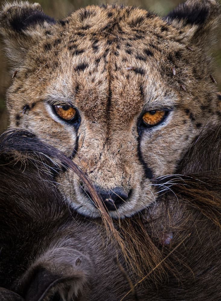 Intense Cheetah Gaze by Hamza Qarooni — canvas wall art