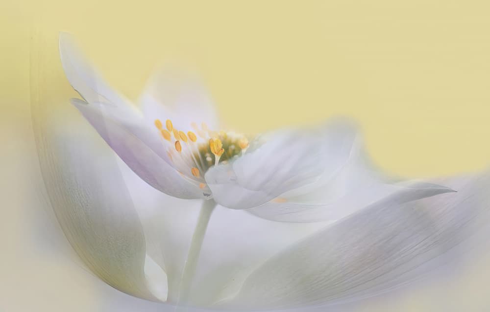 Dreamy White Bloom by Ylva Sjögren — canvas wall art