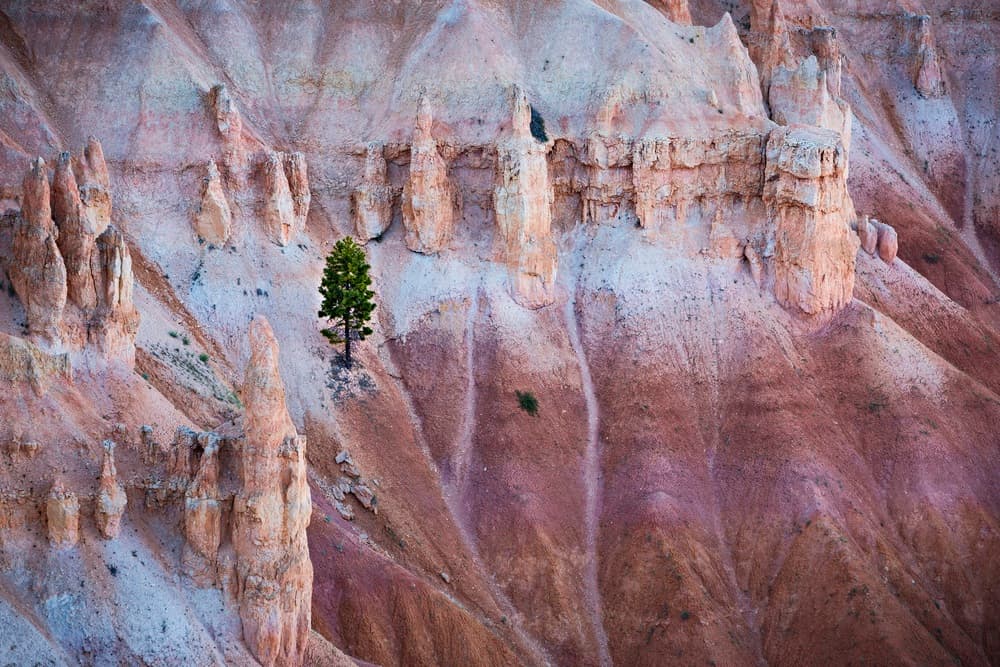 Canyon Solitary Tree by Walde Jansky — canvas wall art