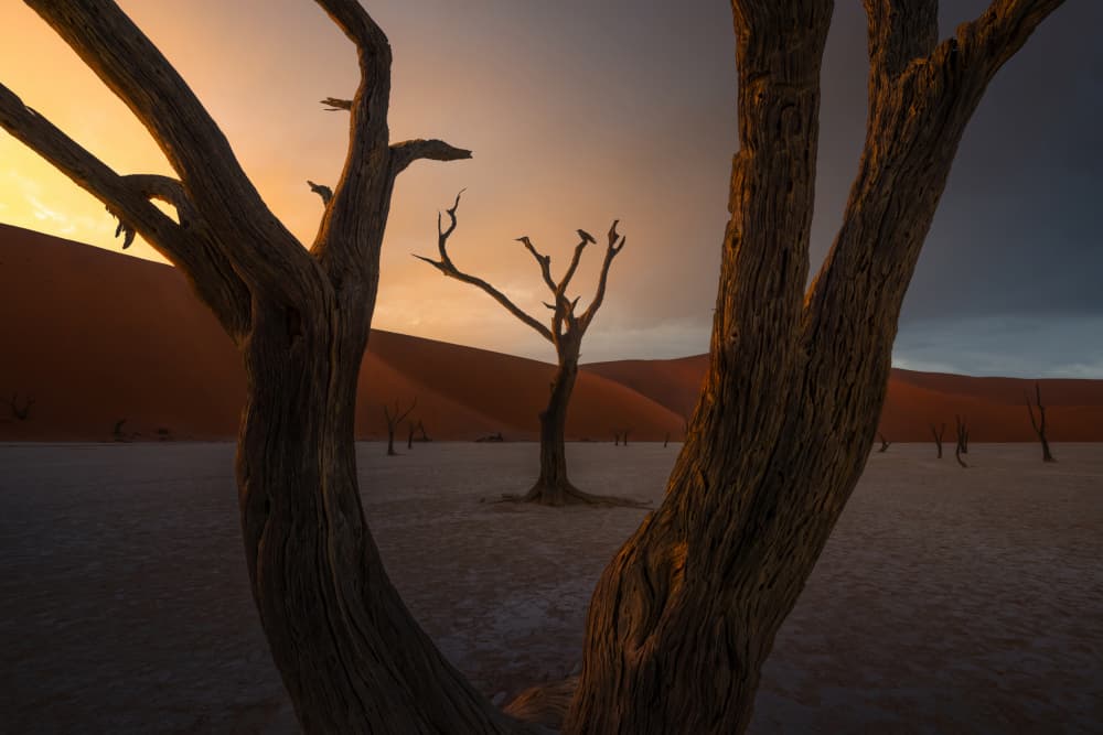 Dead Trees Desert Sunset by Ryan Dyar — canvas wall art