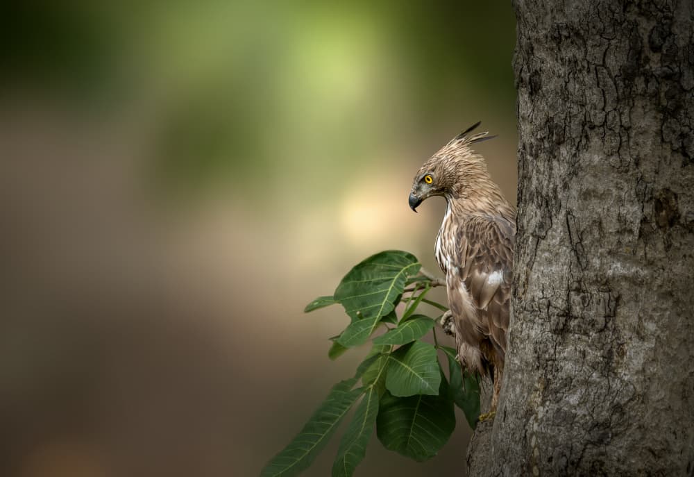 Watchful Crested Hawk by Anita Singh — canvas wall art