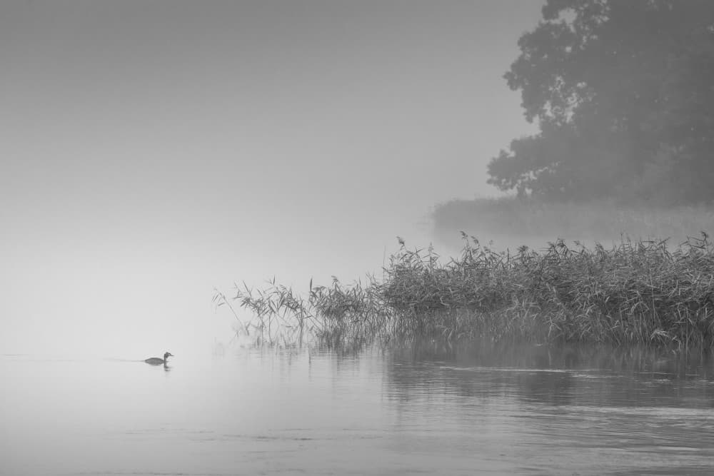 Foggy Lake Serenity by Benny Pettersson — canvas wall art