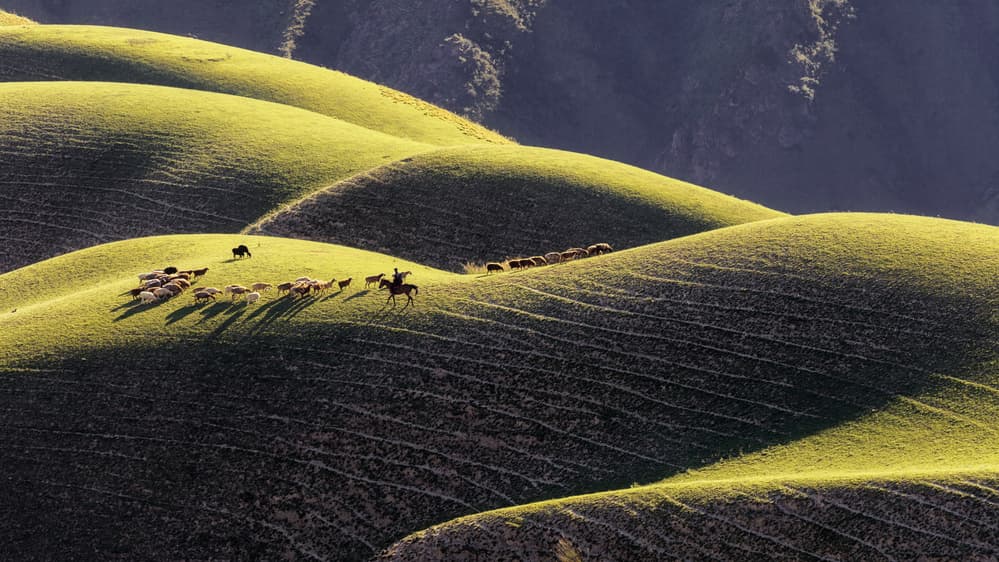 Shepherd and Sheep on Hills by Ke Liu — canvas wall art