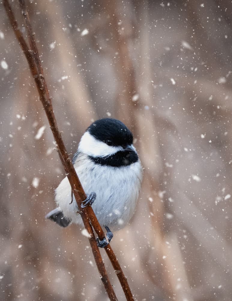 Snowy Winter Chickadee by Emma Zhao — canvas wall art