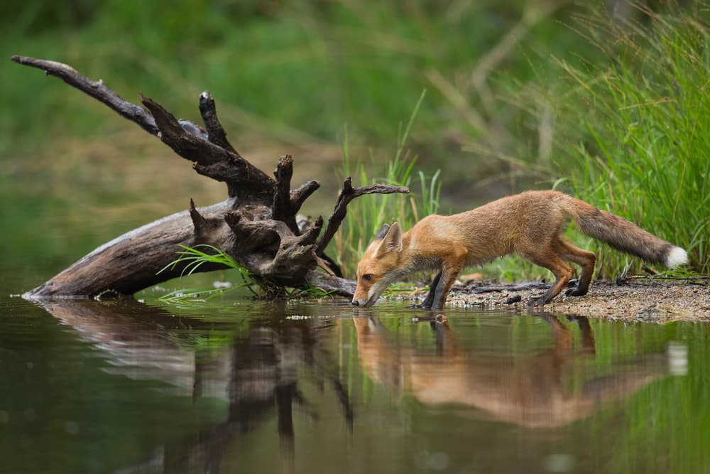 Red Fox Drinking by Milan Zygmunt — canvas wall art