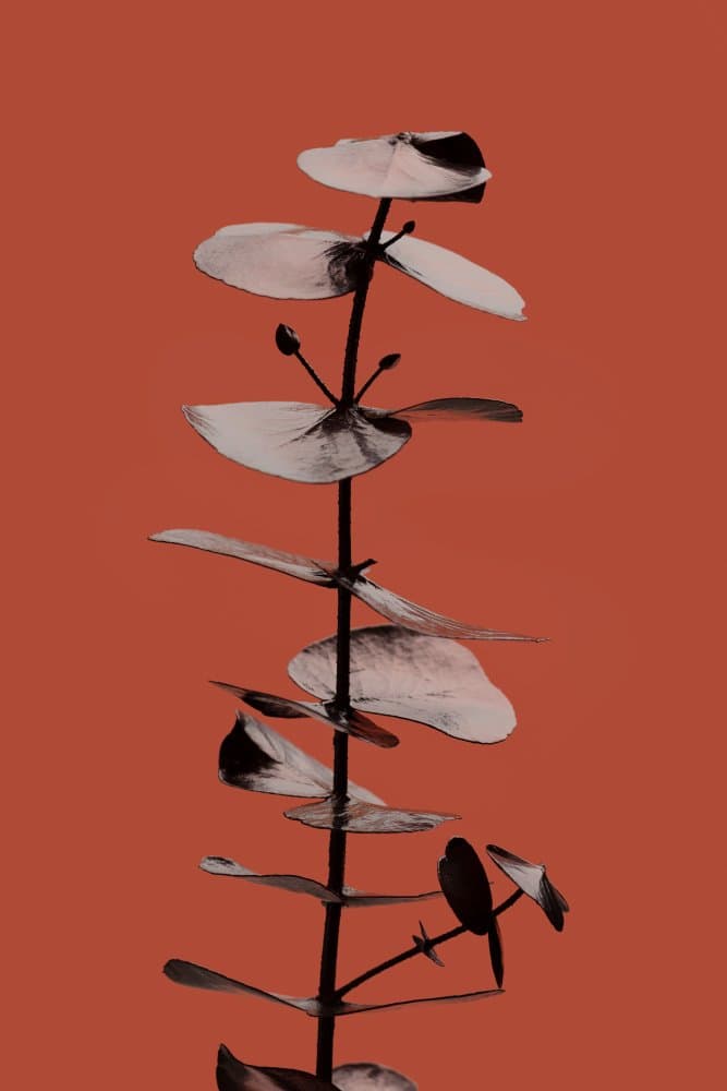 Modern Botanical Elegance by Pictufy Studio III — canvas wall art
