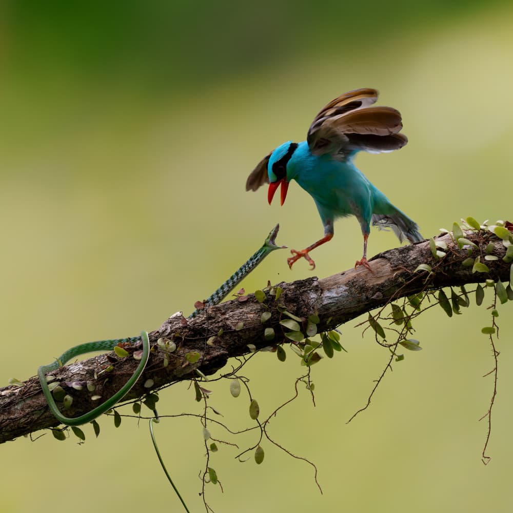 Bird and Snake Confrontation by Lisdiyanto Suhardjo — canvas wall art