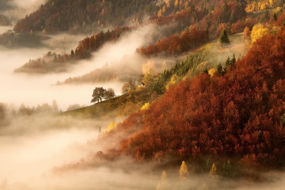 Misty Autumn Mountain Forest by Bor — canvas wall art