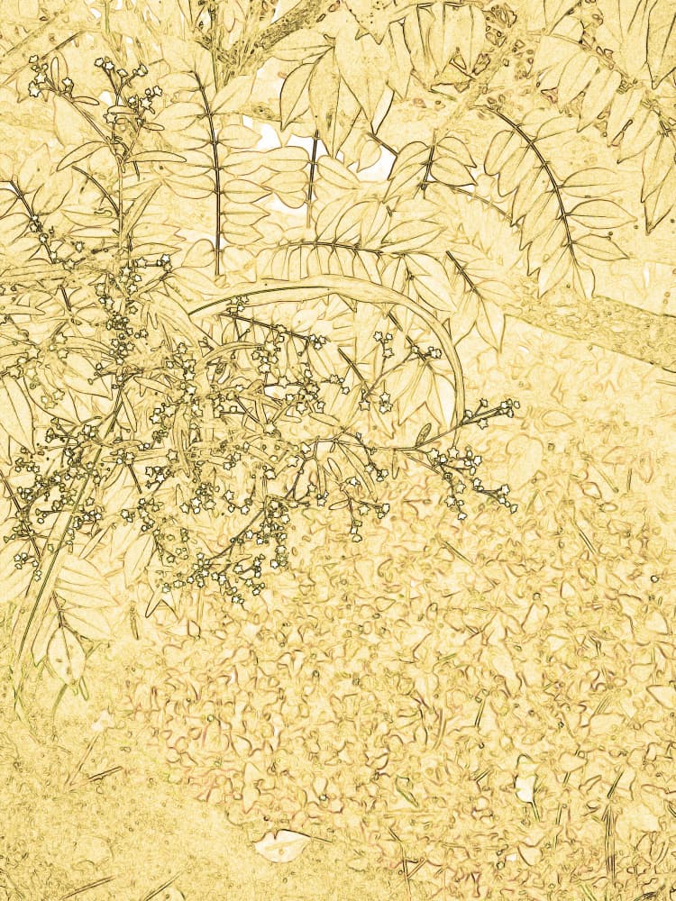 Sepia Botanical Outlines by Santhosh ch — canvas wall art