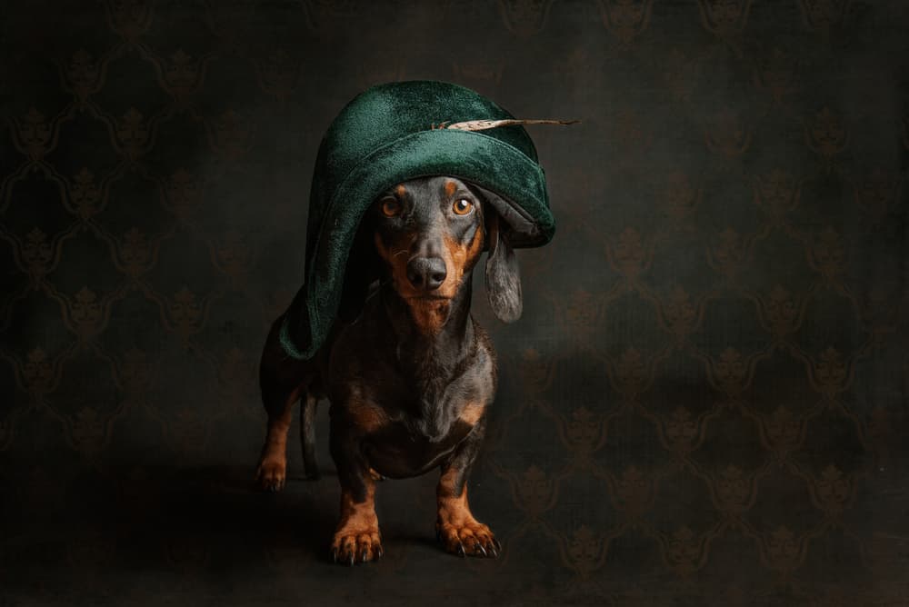 Regal Dachshund in Green Hat by Heike Willers — canvas wall art