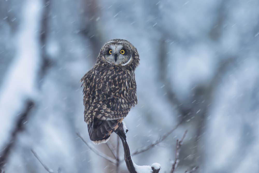 Winter Owl In Snow by Gavin Lam — canvas wall art