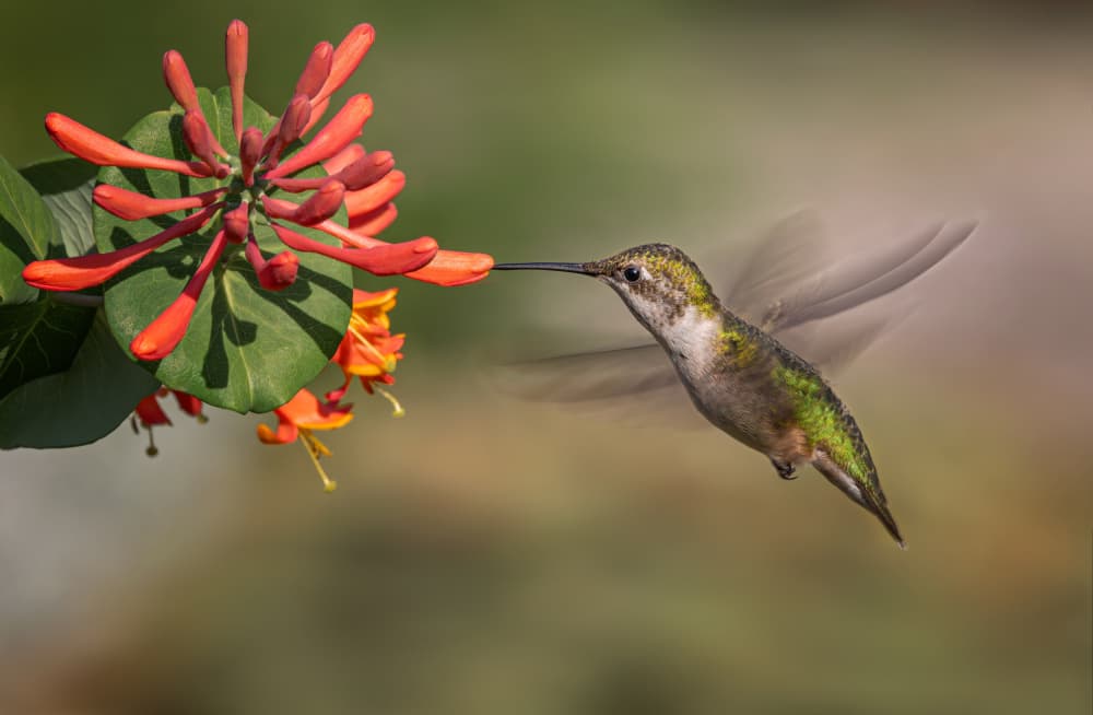 Vibrant Hummingbird Bloom by Molly Fu APA — canvas wall art