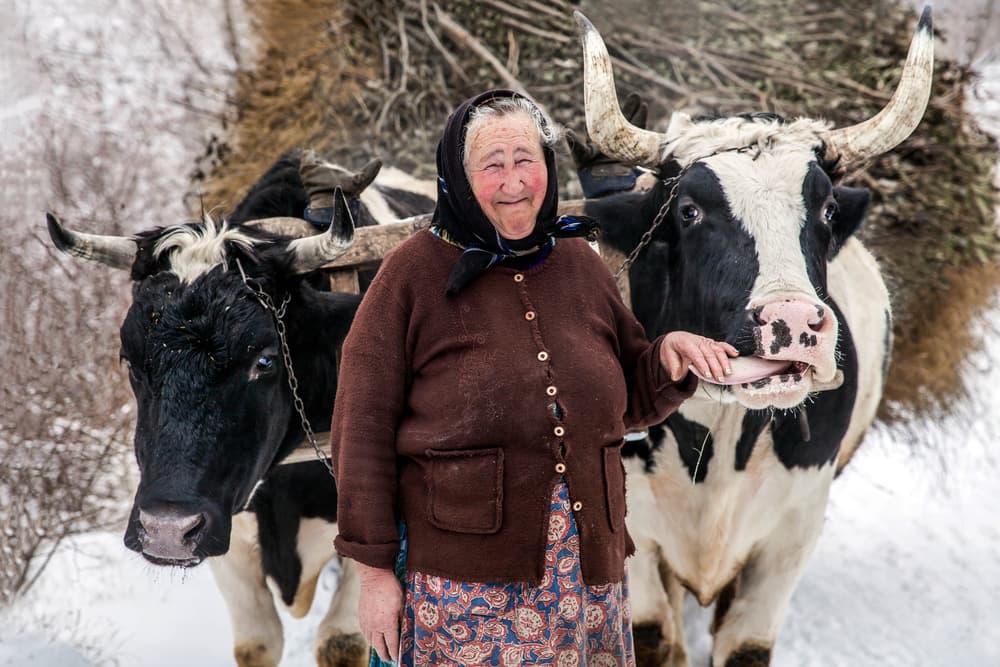 Elderly Woman And Affectionate Ox by Angyalosi Beáta — canvas wall art