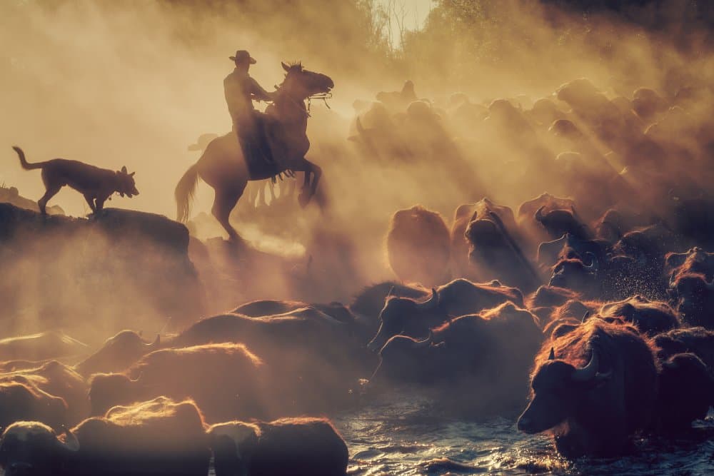 Golden Hour Cattle Crossing by Meriç Aktar — canvas wall art