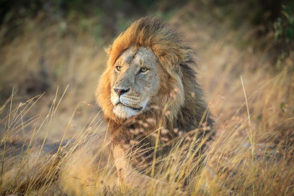 Majestic African Lion by Jeffrey C. Sink — canvas wall art