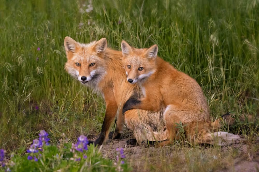 Red Fox and Kit by Joanna W — canvas wall art