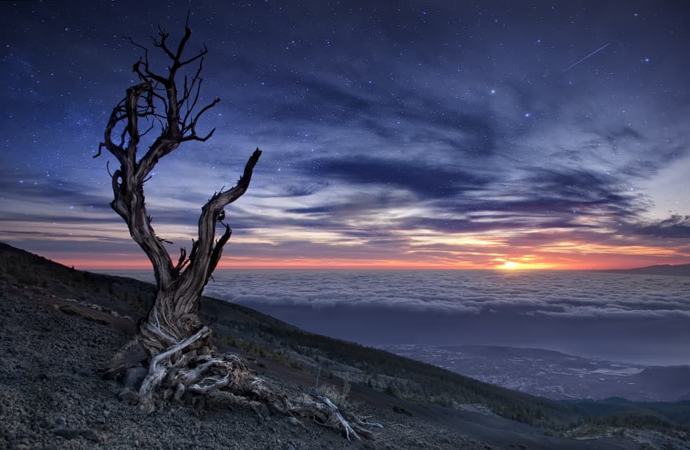 Twisted Tree Twilight Sky by Andrea Auf dem Brinke — canvas wall art