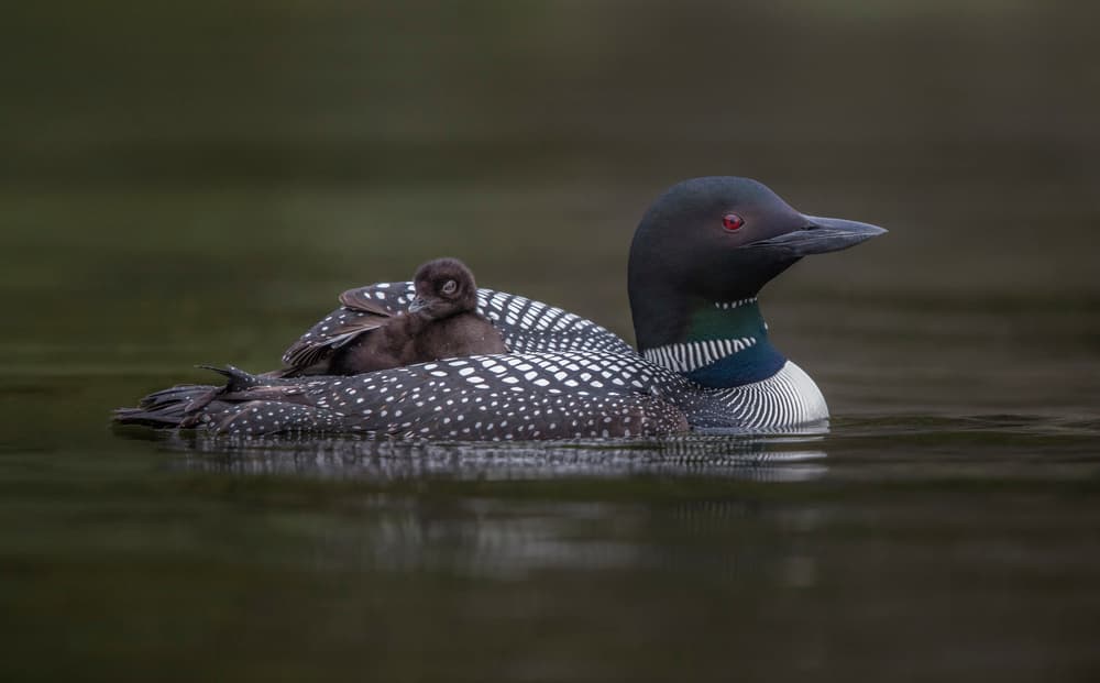 Loon Chick Ride by Greg Barsh — canvas wall art