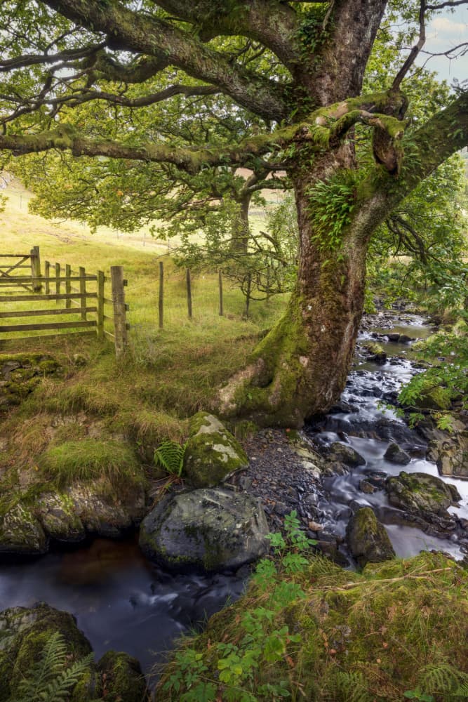 Tranquil Forest Stream by Hans Repelnig — canvas wall art