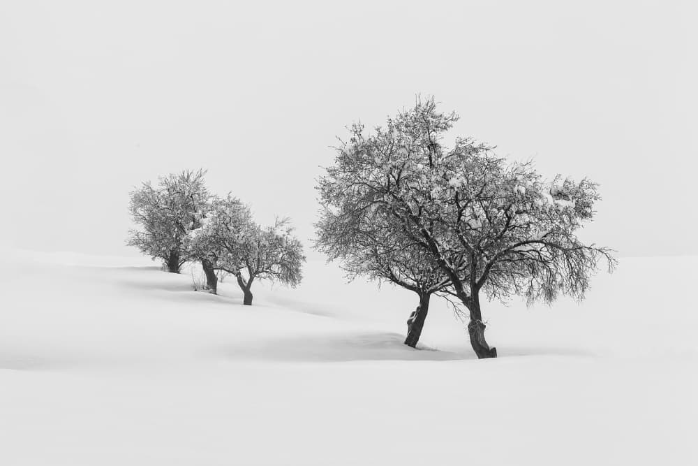 Snowy Winter Trees by Antonio Carrillo Lopez — canvas wall art