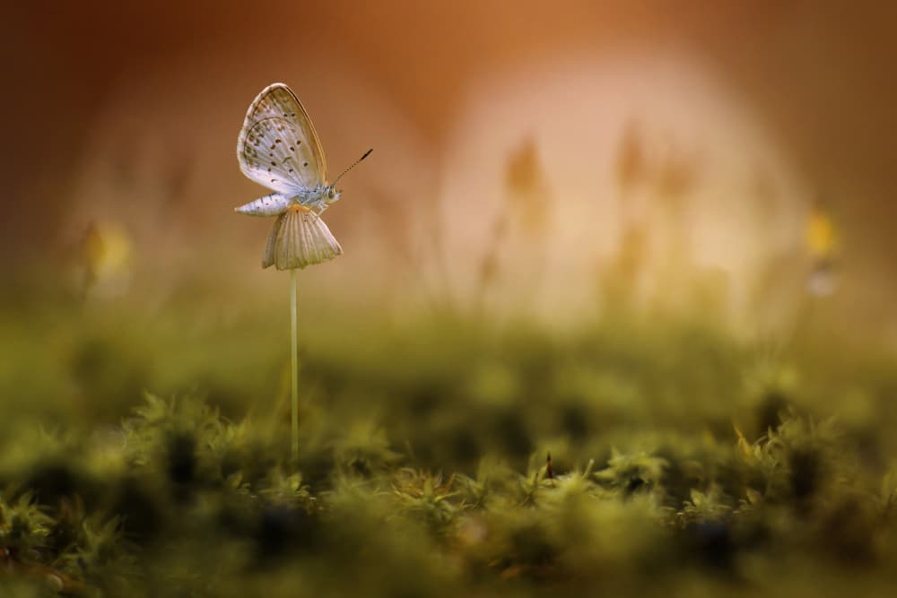 Delicate Butterfly Mushroom by Edy Pamungkas — canvas wall art