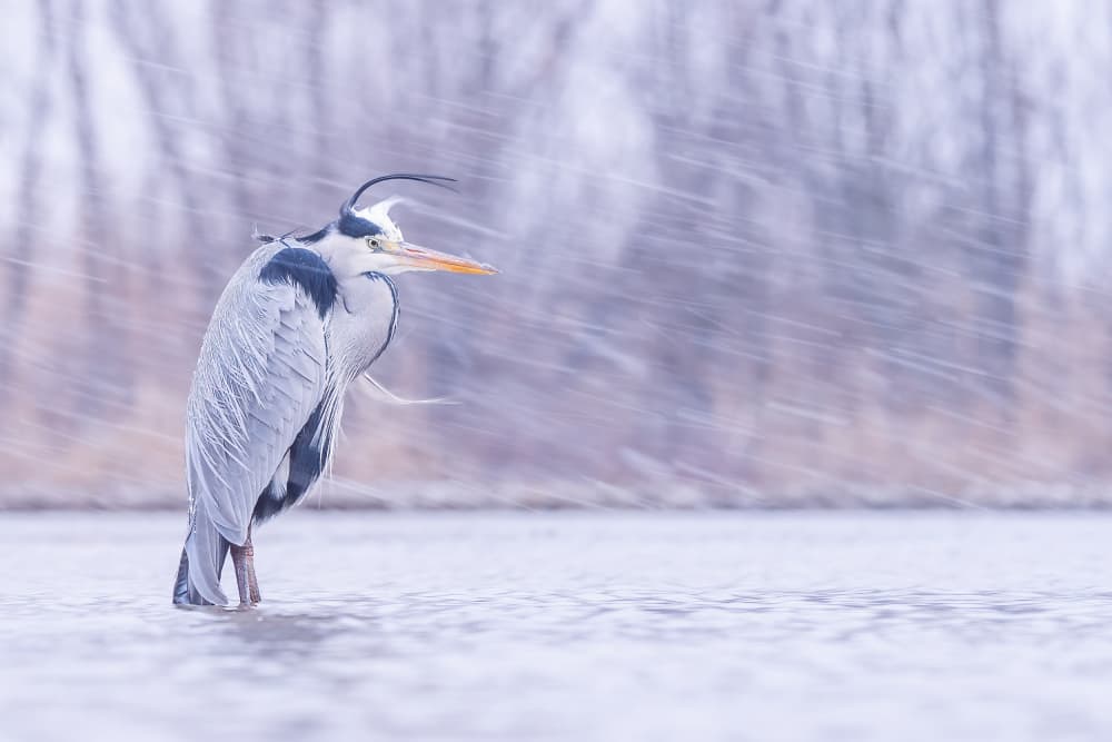 Heron In Winter Snow by Dirk Koster — canvas wall art