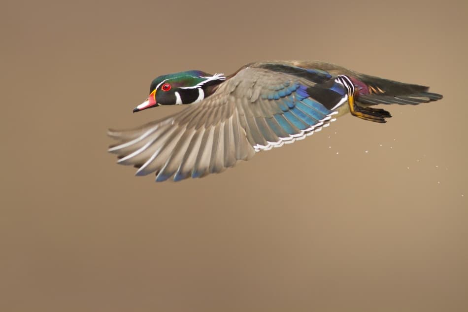 Wood Duck in Flight by Mircea Costina — canvas wall art