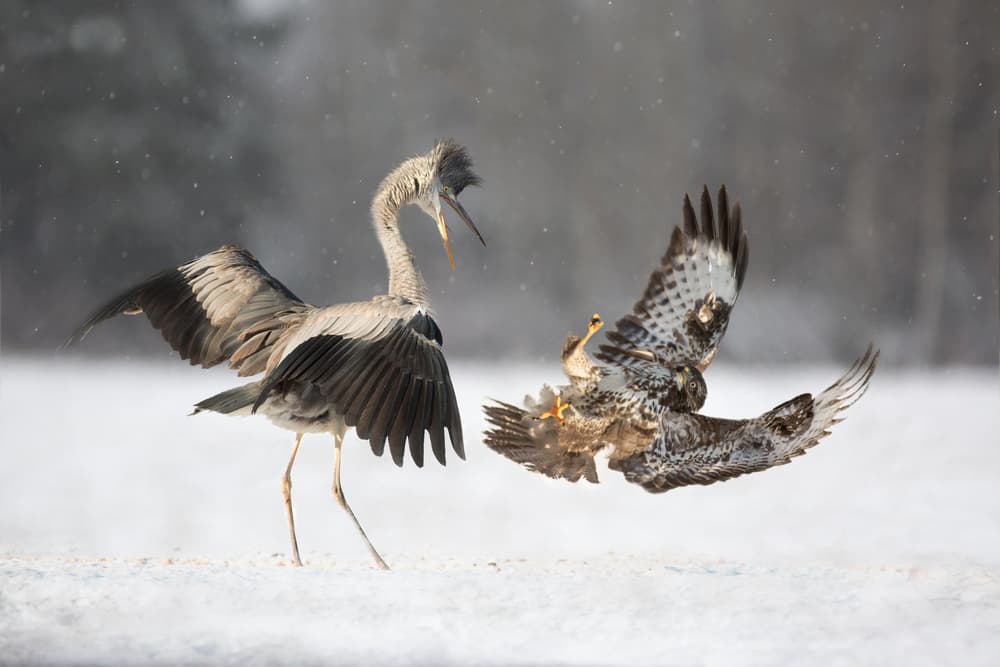 Winter Bird Conflict by Doris Reindl — canvas wall art