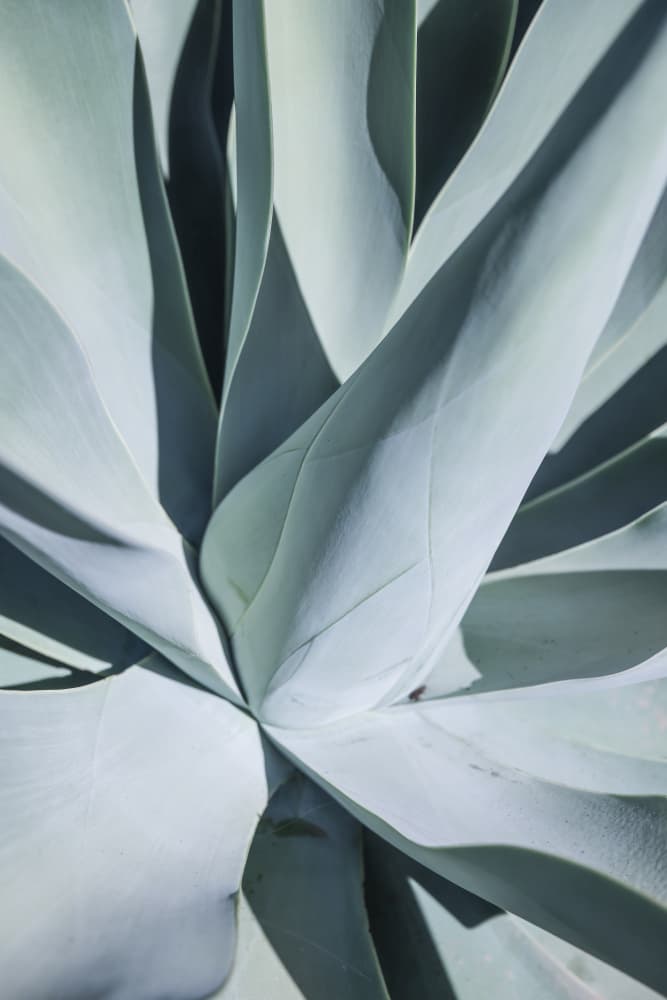 Succulent Symphony by Shot by Clint — canvas wall art